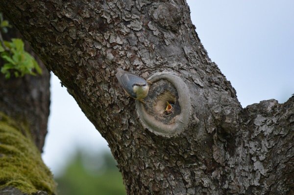 Kleiber an einer Nisthöhle im Apfelbaum. Eine Streuobstwiese ist mit ihren vielen Nistmöglichkeiten das ideale Umfeld für Vögel und Insekten. - © Willi Hennebrüder (BUND Lemgo)