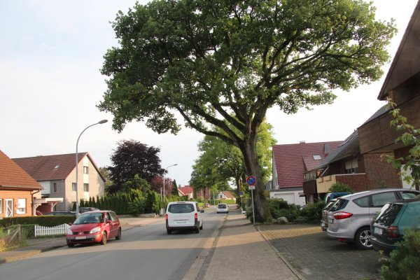Die Pivitsheider Straße ist von teils recht alten Bäumen gesäumt - die CDU vermutet, dass nicht jeder ausreichend standfest ist. Auch entsprächen die markierten Radwege nicht der gültigen Norm. - © Dieter Asbrock