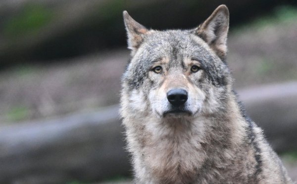 Ein männlicher Wolf riss im Juli in Stemwede mehrere Schafe. Über seinen Verbleib ist nichts bekannt. - © Bernd Weißbrod/dpa