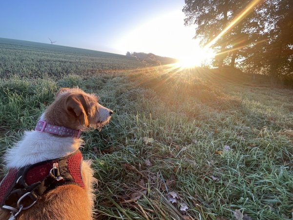 Hündin "Randy" genießt die Herbstsonne. - © Silke Buhrmester