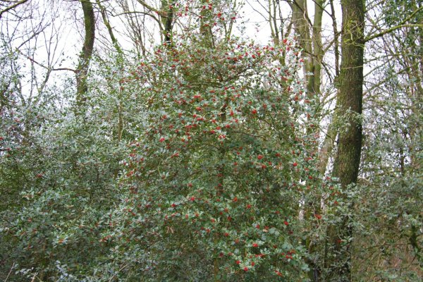 Wurde von den Vögeln bisher verschont: Dieser Ilex, in der Nähe der Externsteine, hat noch viele Beeren für die heimische Tierwelt übrig. Da die Beeren winterfest sind, können Vögel und Damwild lange davon zehren. Die Kombination aus rot und grün sorgt für schöne Farbtupfer im Wald. - © Landesverband Lippe