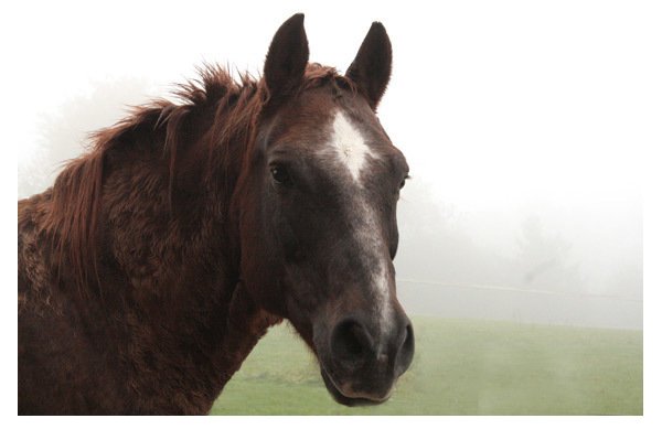 Auch der Reitsport im Extertal profitiert von der Sportpauschale. - © Sylvia Frevert(LZ)