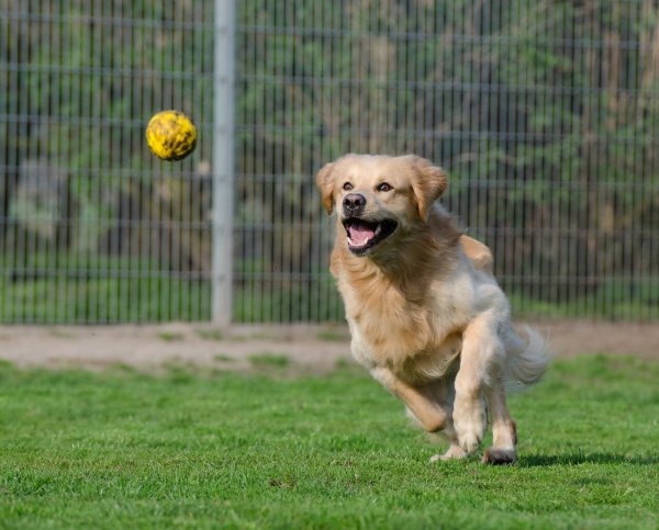 Wer einen Hund adoptieren möchte, sollte sich vorbereiten. - © Symbolbild: Pixabay/825545