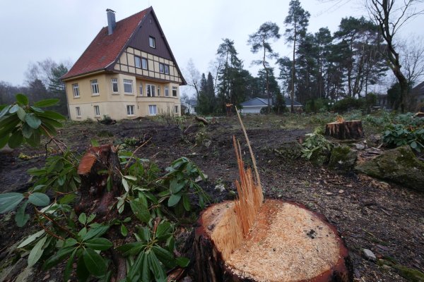 Die alten Rhododendren im Garten sind schon nicht mehr zu retten. Eine Petition versucht nun wenigstens das Haus im Nibelungenweg 24 vor dem Abriss zu bewahren. - © Jost Wolf