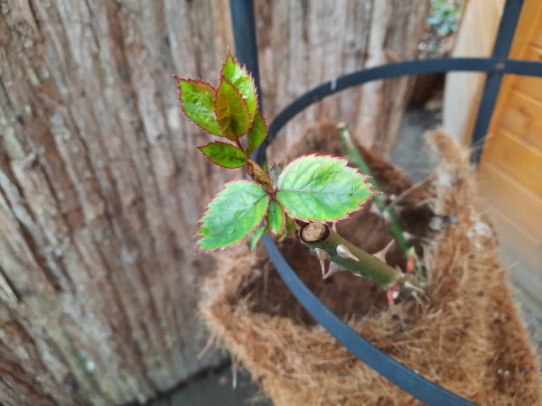 Einige Rosen treiben bereits aus. Die Knospen sollten auf keinen Fall abgeschnitten werden. - © Meike Groppe