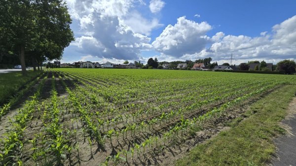Noch wachsen hier Pflanzen, aber auf einem Teil des Feldes soll im kommenden Jahr gebaut werden. - © Sascha Zierke