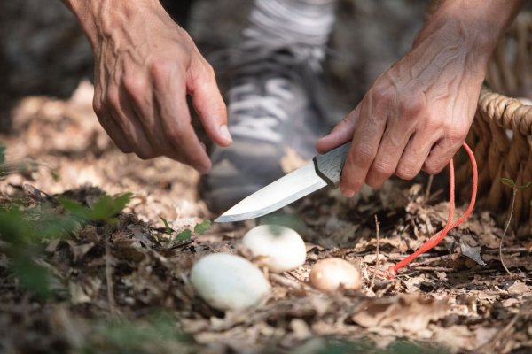 Beim Pilzesammeln ist in den nächsten Wochen besondere Vorsicht geboten, denn manche Pilze haben giftige Doppelgänger. - © AOK/hfr.