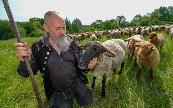 Die Schafe von Andreas Eisenbarth sind geimpft gegen die gefürchtete Blauzungenkrankheit. (Archivfoto) - © Foto: Andreas Zobe/NW
