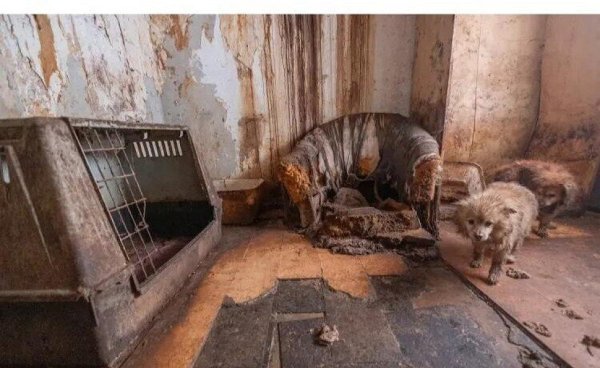 Ein Hunde-Albtraum: Die Tiere leben praktisch unversorgt im Dreck, es stinkt bestialisch. - © Privat