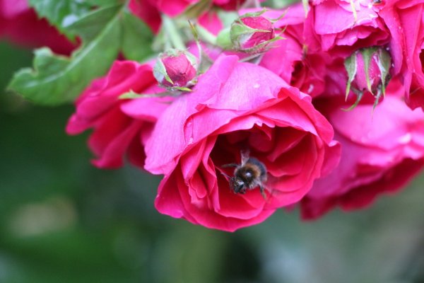 Darum halten Rosen aus dem Garten in der Vase nicht Lokale