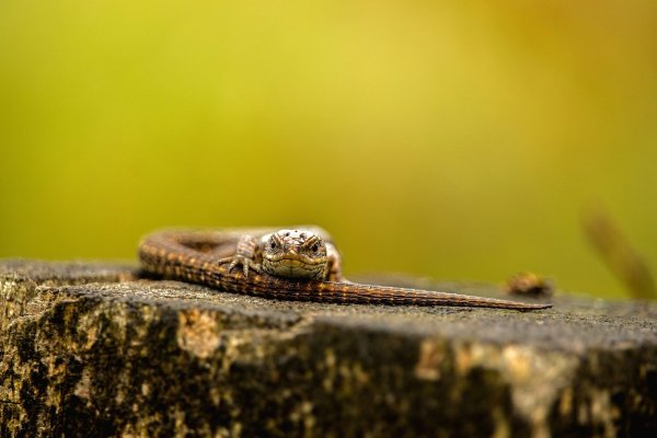 Mit der Aufnahme dieser Waldeidechse erreichte Heike Reineke im landesweiten Wettbewerb den ersten Platz. - © Heike Reineke