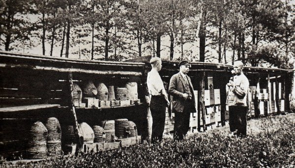 Hunderte von Bienenstöcken brachten ihre Besitzer in früheren Jahrhunderten zur Heideblüte in die Senne und nach Augustdorf. Es war ein kleines Zusatzgeschäft für die Sennebauern. - © Repros: Horst Biere / Quelle: Archiv Olaf Biere