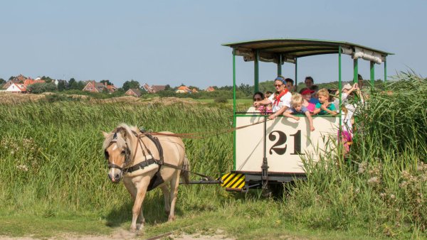 Bei einer Fahrt mit der Pferdebahn kann man die Natur der Insel Spiekeroog besonders intensiv genießen. - © Patrick Kösteres
