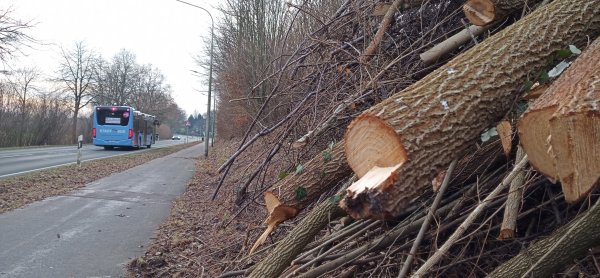 "Straßen NRW" hat die Böschung am Entruper Weg zwischen Entrup und der Siedlung Scherenbreite dieses Mal in Abschnitten beschnitten. Während die Gehölze im Vordergrund auf den Stock gesetzt wurden, blieben die Büsche im Hintergrund unangetastet. Gut für die Tierwelt, sagen Umweltschützer. - © Jens Rademacher