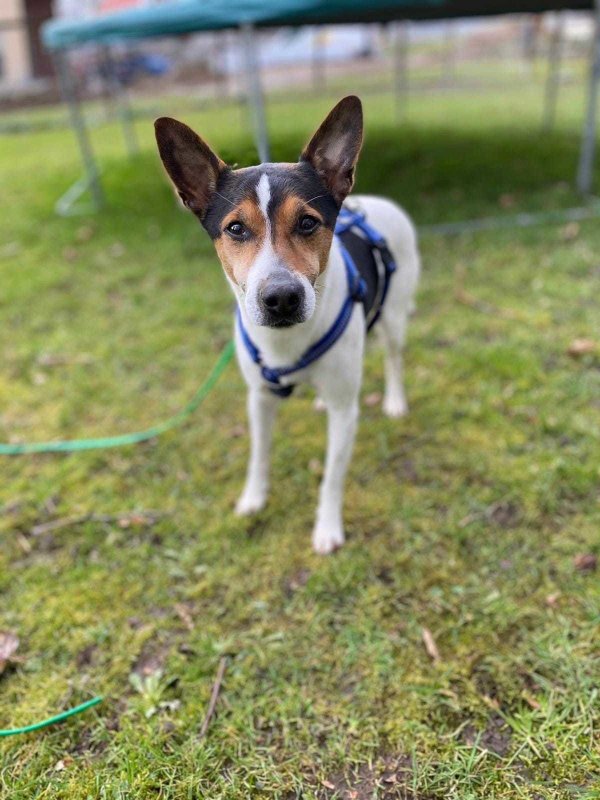 Wem gehört dieser Hund? - © Tierheim Detmold