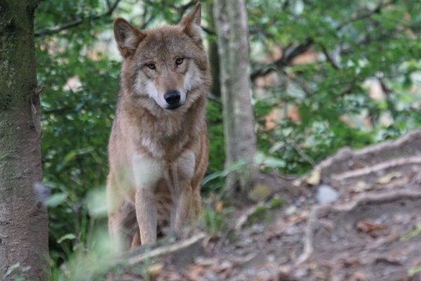 In einem Lagenser Waldgebiet ist ein Wolf in die Foto-Falle getappt. - © Symbolbild: pixabay.com