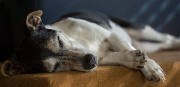Ein Hundehalter aus Löhne hat sein Tier - hier ein Symbolfoto - offenbar absichtlich vergiftet, als er seine Wohnung räumen musste. - © Symbolbild: Pixabay