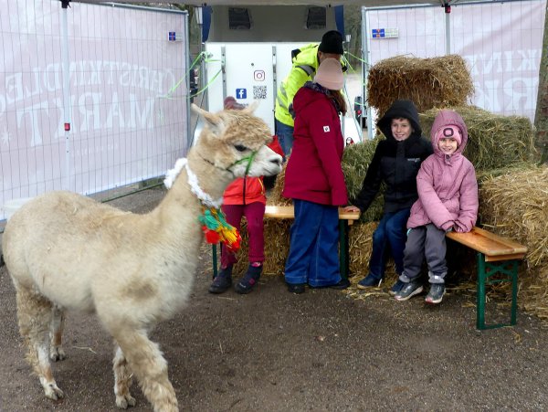 Flauschige Freunde: Die Kinder durften den Alpakas hautnah begegnen. - © Rudi Rudolph