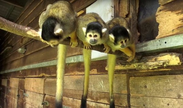 Der Betreiber des Vogelparks hat die betroffene Fläche bereits 2016 erworben.  - © Jannik