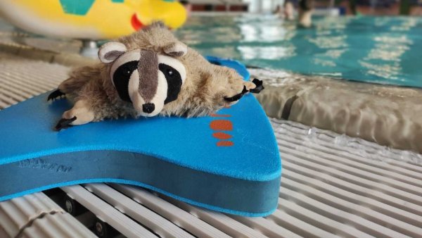 Die Klasse 1a der Grundschule Knetterheide konnte Waschbär "Wolli" wieder in Empfang nehmen. - © Sven Kienscherf