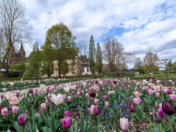 Der Remtergarten am Schloss Corvey gleicht derzeit einem Tulpenmeer. - © Huxarium-Gartenpark Höxter