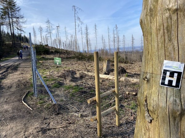 Der Teutoburger Wald ist - wie hier am Hermannsweg in Lämershagen - an vielen Stellen in einem bedauernswerten Zustand. - © Eike J. Horstmann