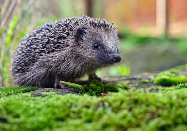 Igel werden von Mährobotern schnell übersehen. Bereits kleine Hautverletzungen können für die Tiere lebensbedrohlich sein. In Paderborn wird daher ein Nachtmähverbot gefordert. - © Patrick Pleul/dpa/dpa-tmn