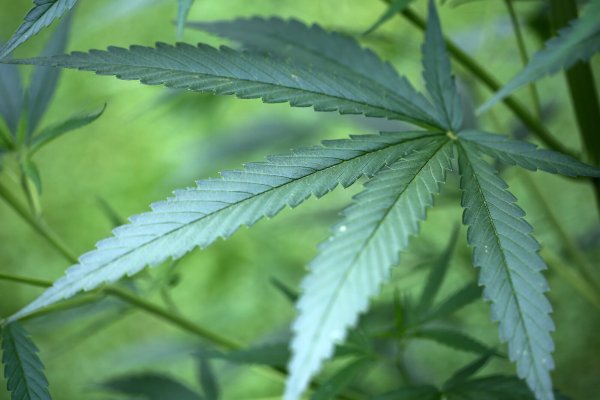 Die Pläne von Bundesgesundheitsminister Karl Lauterbach zur Legalisierung von Cannabis werden konkreter. - © dpa