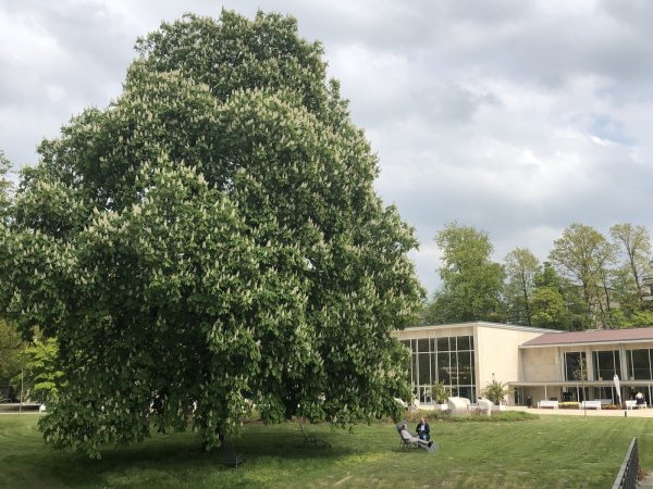 Der Baumbestand ist ein Aushängeschild des mehr als 100 Jahre alten Salzufler Kurparks. Umwelteinflüsse machen ihm allerdings zu schaffen. - © Thomas Reineke