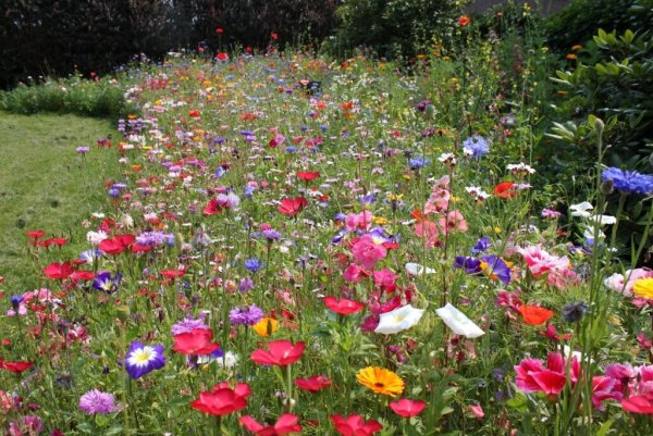 Um Blühstreifen wie diesen zu erhalten, braucht es eine Menge Arbeitszeit, sagt Fachbereichsleiter Detlef Wehrmann. Deswegen will die Stadt hier neue Wege gehen. - © Archivfoto: Anja Imig