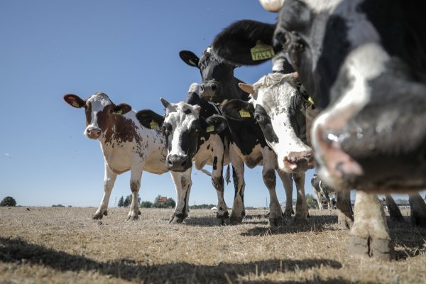 Durch Hitze und Feuchtigkeit werden Nutztiere weniger produktiv. - © Jan Woitas