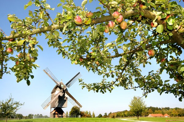 Im LWL-Freilichtmuseum wird Obst versteigert. - © LWL/Robin Jähne
