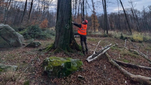 Frank Sundermann begutachtet die vom Brandkrustenpilz befallene Buche. Die steht unmittelbar an den Opfersteinen und am Weg, der daran entlangführt. Große Äste und Kronenteile sind bereits
herausgebrochen. Sie deuten darauf hin, dass die Krankheit weit fortgeschritten ist und Gefahr für Waldnutzer besteht. - © Landesverband Lippe