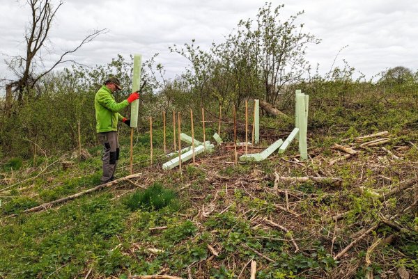 Der Landesverband forstet in Lippe Zukunftswälder auf. - © Landesverband Lippe