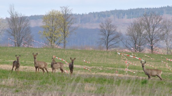 Rehe im Beller Feld – das Areal steht zur Disposition als Fläche für Amazon. Das Unternehmen möchte dort ein Logistikzentrum einrichten. - © Sabine Röntgen-Schmalenberg