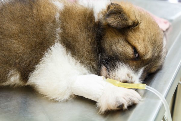 Unser Symbolfoto zeigt einen Welpen an der Infusion. Auch die in Unternienhagen bei Detmold befreiten Jungtiere brauchen Hilfe der Veterinäre. - © Puwadol Jaturawutthichai/Stockdevil/Stocklib