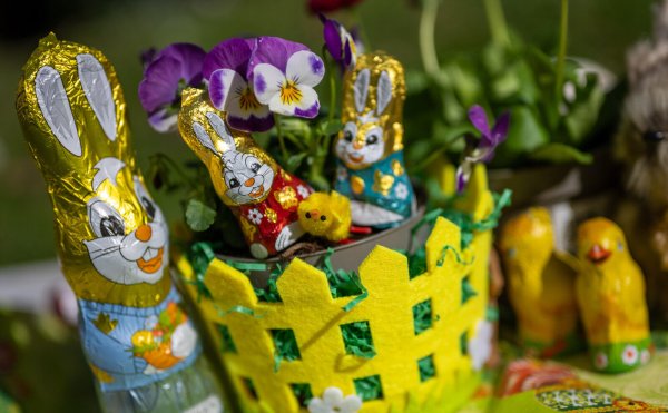 Osterhasen und Küken aus Schokolade stehen zwischen blühenden Stiefmütterchen. Die Osterklassiker werden teurer: Die Menschen in NRW müssen für das Osterfest 2025 tiefer in die Tasche greifen. - © picture alliance/dpa