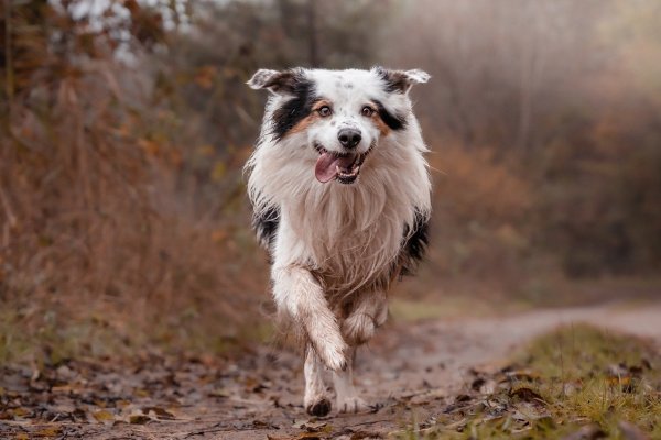 Hunde sollen von April bis Sommer nicht einfach frei im Wald laufen gelassen werden. - © Symbolbild: Pixabay