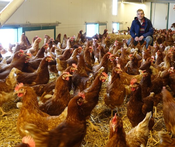 Felix Sentker (25), angehender Tierarzt und Landwirt, hat für das LZ-Foto mal die Tür zum Hühnerwagen geöffnet und sich mitten in den Scharraum platziert. - © Axel Bürger