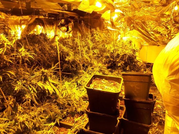 Archivbild: Blick in eine Hanfplantage. Die Pflanzen werden unter standardisierten Bedingungen aufgezogen. - © Polizei Höxter