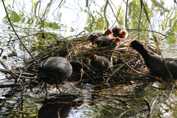 Unter der Trauerweide am Kurparksee liegt das Nest eines Blässhuhnpärchens und ihren vier Küken. - © Freya Köhring
