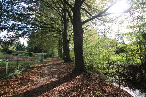 Mächtige Bäume stehen auch an der Blutbuchenallee in Barntrup. - © Archivfoto: Jens Rademacher