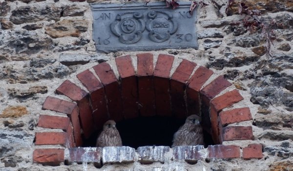 Lange wird es nicht mehr dauern, bis die kleinen Turmfalken das Nest verlassen. - © Lorraine Brinkmann