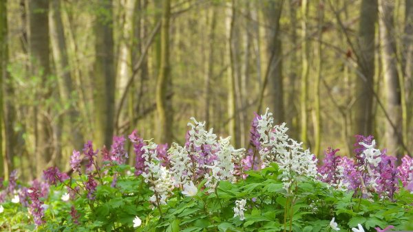Naturfreunde können mit der VHS Blütenteppiche im Teuto entdecken. - © Symbolbild: Pixabay