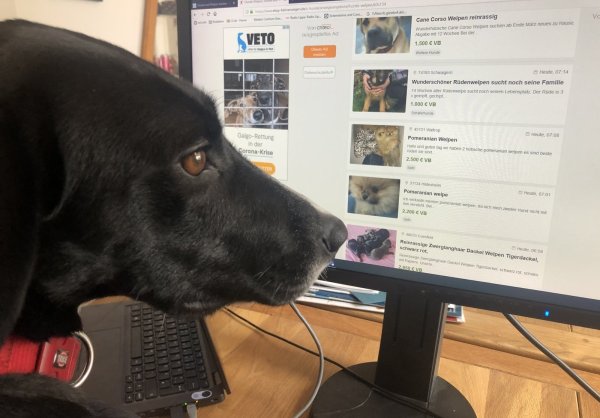 Einen Partner für Mora im Internet zu suchen – keine gute Idee ihres Frauchens. Eingetragene Züchter oder Tierheim sind dafür die besseren Adressen.  - © Silke Buhrmester