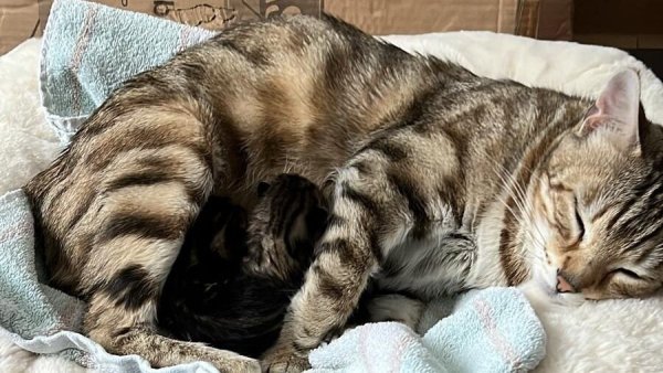 Alex Neufeld, Mitarbeiter des städtischen Bauhofs, hat die am 2. Juni am Wanderparkplatz in Tatenhausen ausgesetzte Katzenmutter und ihre zwei Babys aufgenommen. - © Copyright: Alex Neufeld