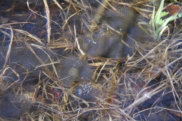 Bild 3: Die ersten Frösche haben sich in den neuen Amphibienteich eingefunden und dort gelaicht.  - © Landesverband Lippe