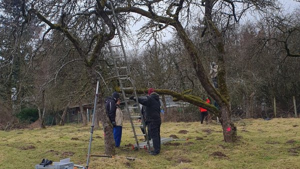 Auf den Schnitt kommt es an. Das lernen die Teilnehmer des Solawi-Obstbaumschnittkurses. - © Solawi