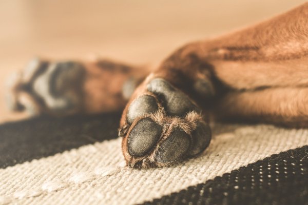 In Lemgo ist ein Hund durch einen Schuss verletzt worden. - © Symbolbild: Pixabay