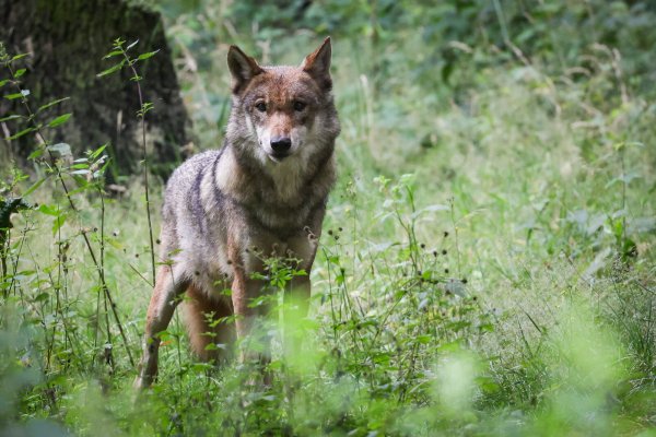 Ob ein Wolf auf einer Weide am Ortsrand von Rischenau zwei Kälber getötet hat, wird derzeit von Experten untersucht. - © Christian Charisius/dpa